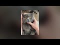 Funny Moments of Cats | Funny Video Compilation - Fails Of The Week #28