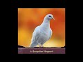 White Dove Spiritual Message || Winged One's Symbology || Dove Spirit Animal