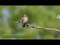 Nikon Coolpix p950. Observation des oiseaux en été. Birding in Summer