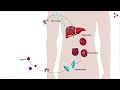 Malaria and Life Cycle of Plasmodium | Diseases | Infinity Learn NEET