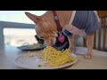 Gluten Free Carbonara For Dogs 🍝🐶| Dog Chef Cuisine
