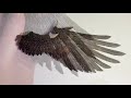 How I Paint Realistic Feathers