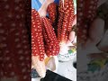 IT'S DIFFERENT,IT'S RED CORN #shortvideo #trendingshorts #trending #subscribe #shorts #short #foryou