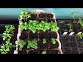 Seeds Have Germinated: Now What? How to Care for Seedlings | Seed Starting Part 2