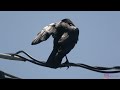 Crow hangin out, bonus ending.