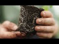 EASY Watering Trick for Amazing Tomato Harvests