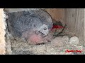 The hatching of a parrot egg- African Grey Parrot laying eggs