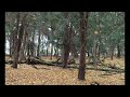 Wszystkie Drzewa Polski - Prezentacja Gatunków | Podcast Botaniczny nr 7