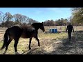Rescue horse saved from slaughter by Hollywood star!!