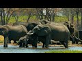 4K African Wildlife: ELEPHANTS Part #1 - A day in Africa with Giant Elephants - 10-bit Color