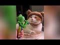 Funny Cats and Dogs Videos 😹🐶 Funniest Animals 😂 Part 3