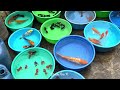 Recent Aquarium Fish Price Update | Galiff street Fish Market | Galiff Street new video 17th April