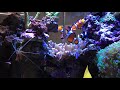AquaMarineReef Aufbau Korallenanlage