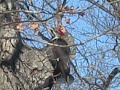 Pileated Woodpecker