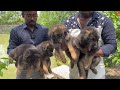New Dog Kennel In Village। German Shepherd & Labrador Home Breed Puppies Sell Low Price।