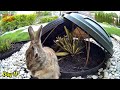 A Tale Of 6 Wild Newborn Cottontail Rabbits From Day 1 - 30