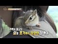 [Legendary animal farm on TV] Jangpyeong, a squirrel that survived by a miracle! TV Animal Farm