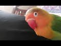 speaking parrot! fischer lovebirds speaker
