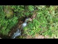 A Rainforest Walk to Black Hole Falls - No Talk, No Music, Just Nature. - 4K Virtual Hike