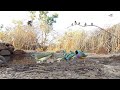 Gouldian finches in the wild #5