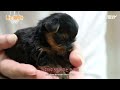 I’m A 26 Day Old Yorkshire Terrier [I’m A Baby 68th Lead]
