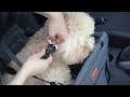Top 5 Best Dog Booster Car Seat For Small Dogs On Amazon In 2023