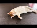 #cat #japanesecat #cute #cutecat #猫のいる暮らし #日本猫 #ねこ #保護猫を家族に #保護猫