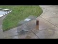 Trapped Skunk Sprays While Being Released