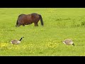 Horse and Canada geese