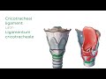 Larynx - Membranes, ligaments and muscles - Human Anatomy | Kenhub