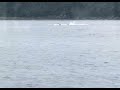 Bubble net feeding humpback whales in Juneau, Alaska