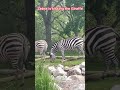 Zebra’ sweetness to Giraffe