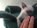 Talking Siamese Kitten