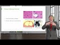 Types and Features of Viral Infections | Cellular Pathology