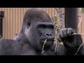 Gorilla mom Genki 💗 Busy guarding and feeding baby Kintaro [Kyoto City Zoo]