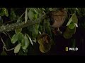 Killer Creatures: The Forests of India (Full Episode) | Dead by Dawn
