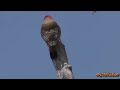 Northern Flicker Calling and Drumming ( in HD )