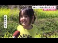 【高知】「かわいい感じになりました」香南市香我美町《西川花公園》で菜の花・ハナモモが満開 (24/03/29 11:35)