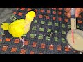 how to hand feed baby parrot #babyparrot #yellowparrot #parrot #babyparrothandfeed