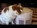 Cat Meets Humidifier