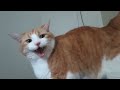 Cat Meows, Bites And Slaps Me In The Morning