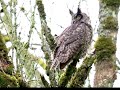 Great Horned Owl Mama