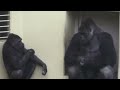 キヨマサとアニーの遊びにシャバーニが激怒　Shabani rages at Kiyomasa and Annie's 　ゴリラ/gorilla