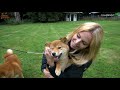 AKITA INU vs SHIBA INU - Aggressive Hunting Dogs?