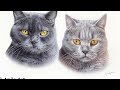 Lilac British Shorthair cat in coloured pencil on smooth paper - timelapse