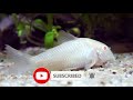 Swordtail Fish || Swordtail Fish Complete Care Guide in Bengali || Expert Aquarist