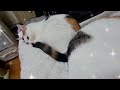 집사 침대 뺏어버린 고양이 자매