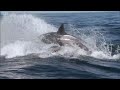 Orcas Attack Sea lion | Nature's Great Events | BBC Earth