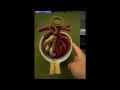 Urinary System Model and Histology