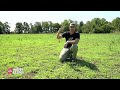 Why YOU SHOULD Consider Alfalfa Food Plots!!